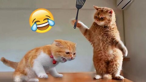 Funny Animals 2024 😂 Cute Cat And Dog Funny Videos 😸 Part 208