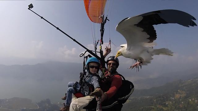 Vulture Joins Father And Son On Paragliding Adventure