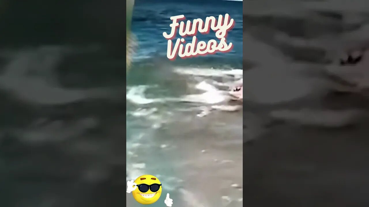 Funny videos #shorts