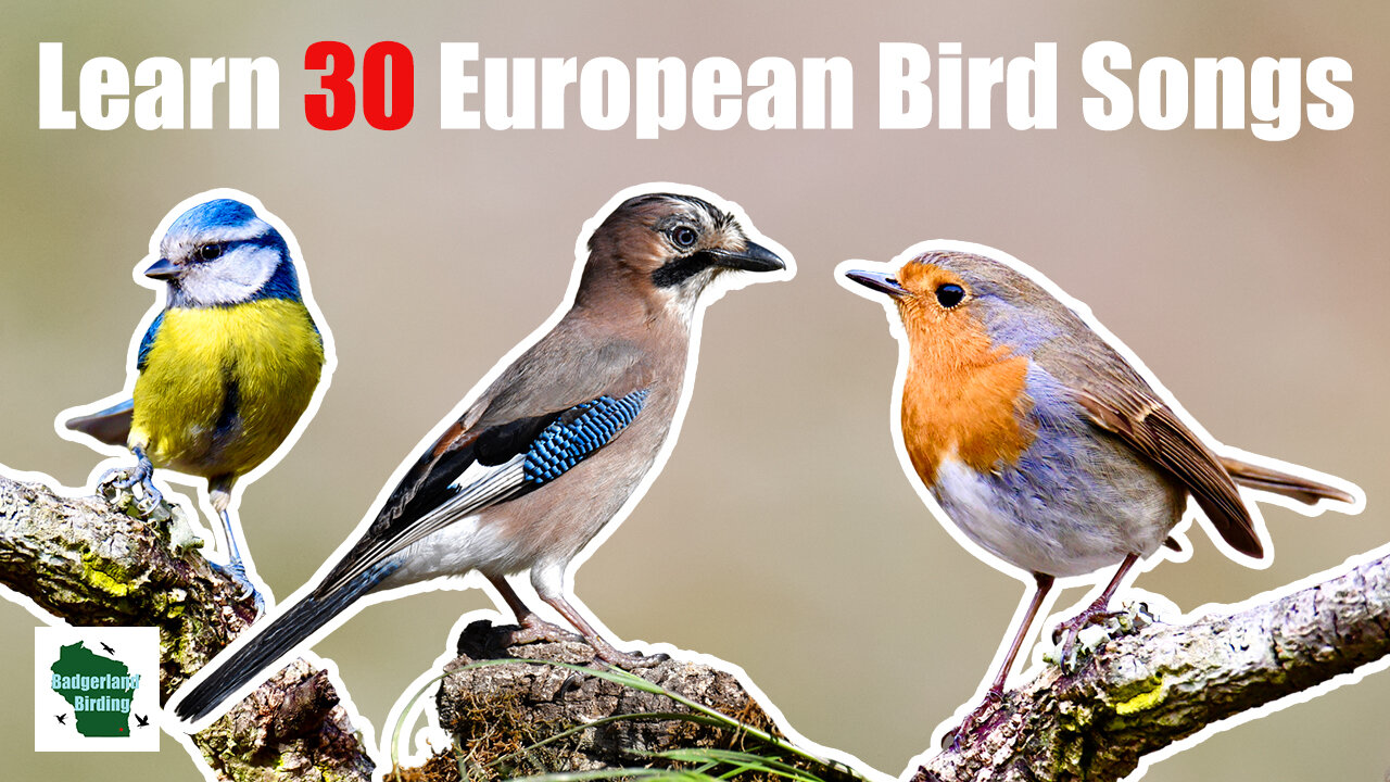 Learn 30 Common Garden Bird Songs and Calls (UK/Europe)