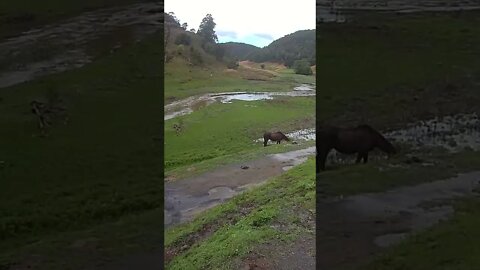 Horses grazing shortly before flood