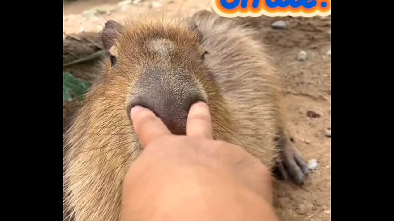 Capybara rosette