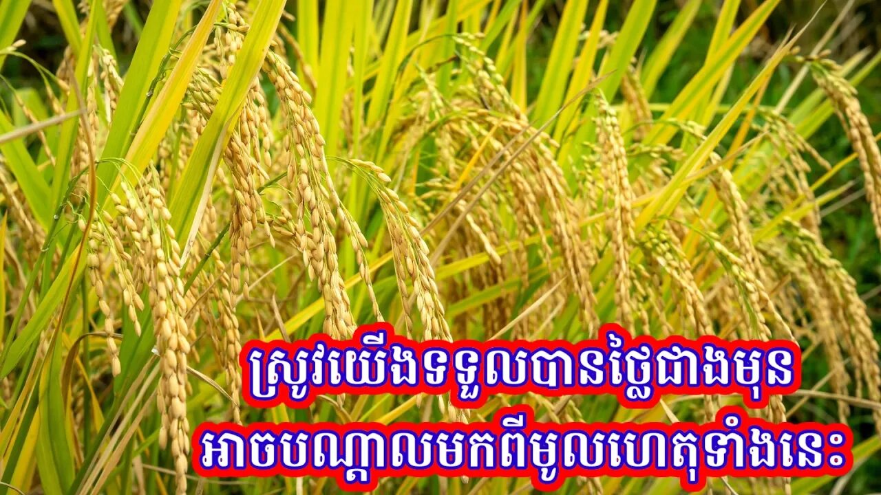 មូលហេតុដែលស្រូវយើងទទួលបានថ្លៃជាងមុន អាចបណ្តាលមកពីមូលហេតុទាំងនេះ