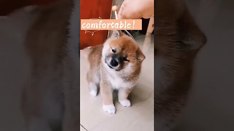 Cute Funny Dog -51