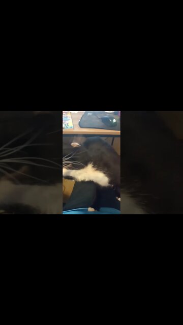 kitty gets pets #shorts #shortsvideo #shortsfeed #youtubeshorts #catvideos #cute