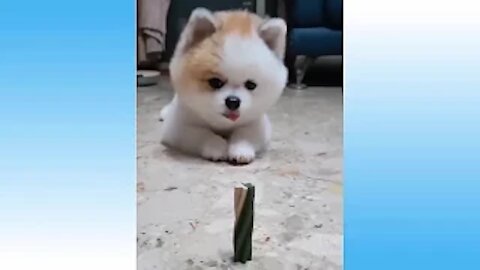 Top Funny Cat Videos Of The Weekly - Try Not To Laugh 105