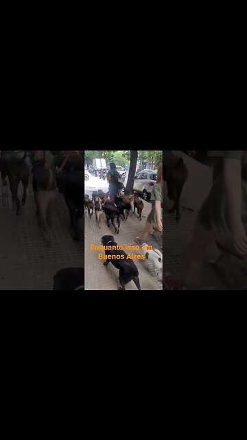 #cães #cachorro #passeio #buenosaires