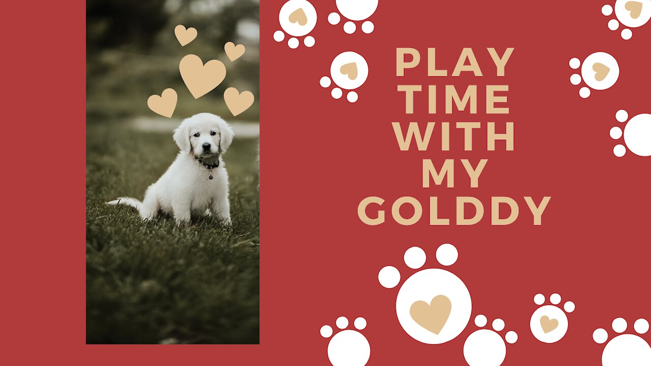 GOLDEN RETRIEVER 💛 of gold with my GOLDDY PLAYTIME