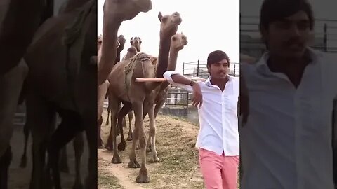 Rabari camel farms #camel #farm #samaj #rabarisamaj