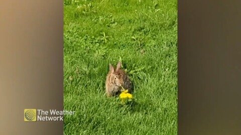 Bunny dinner time and the buffet is plentiful