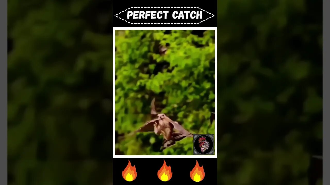 PERFECT CATCH 🔥🔥