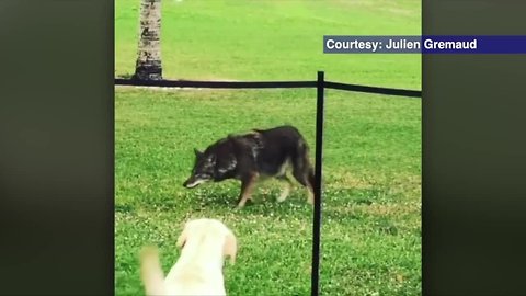 Wild animals spotted in more populated areas