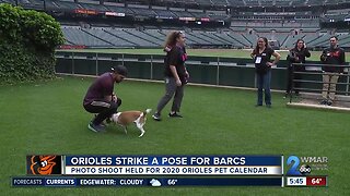 Orioles and BARCS partner for pet calendar