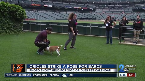 Orioles and BARCS partner for pet calendar