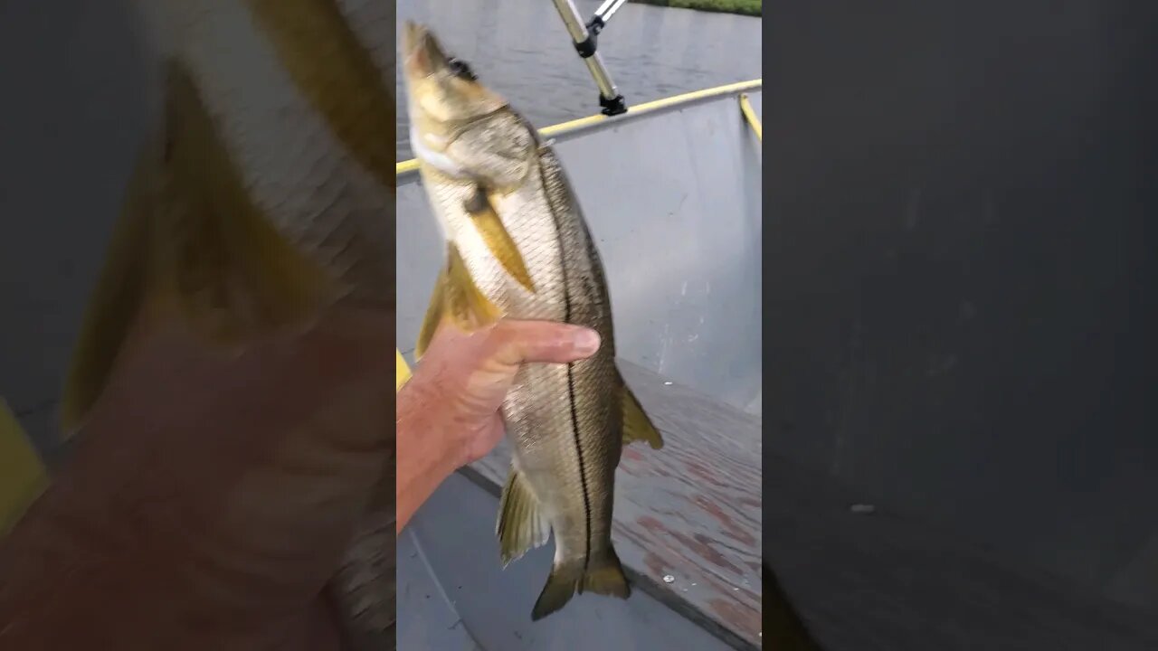 ILLEGAL Snook tossed back! Too short! #fishing #snook #portrichey #cotee #fish #illegal