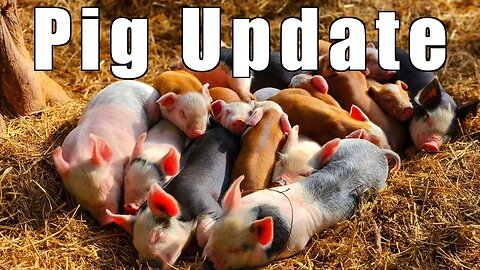 Pig Update - How Are They All Doing? @UncleTimsFarm