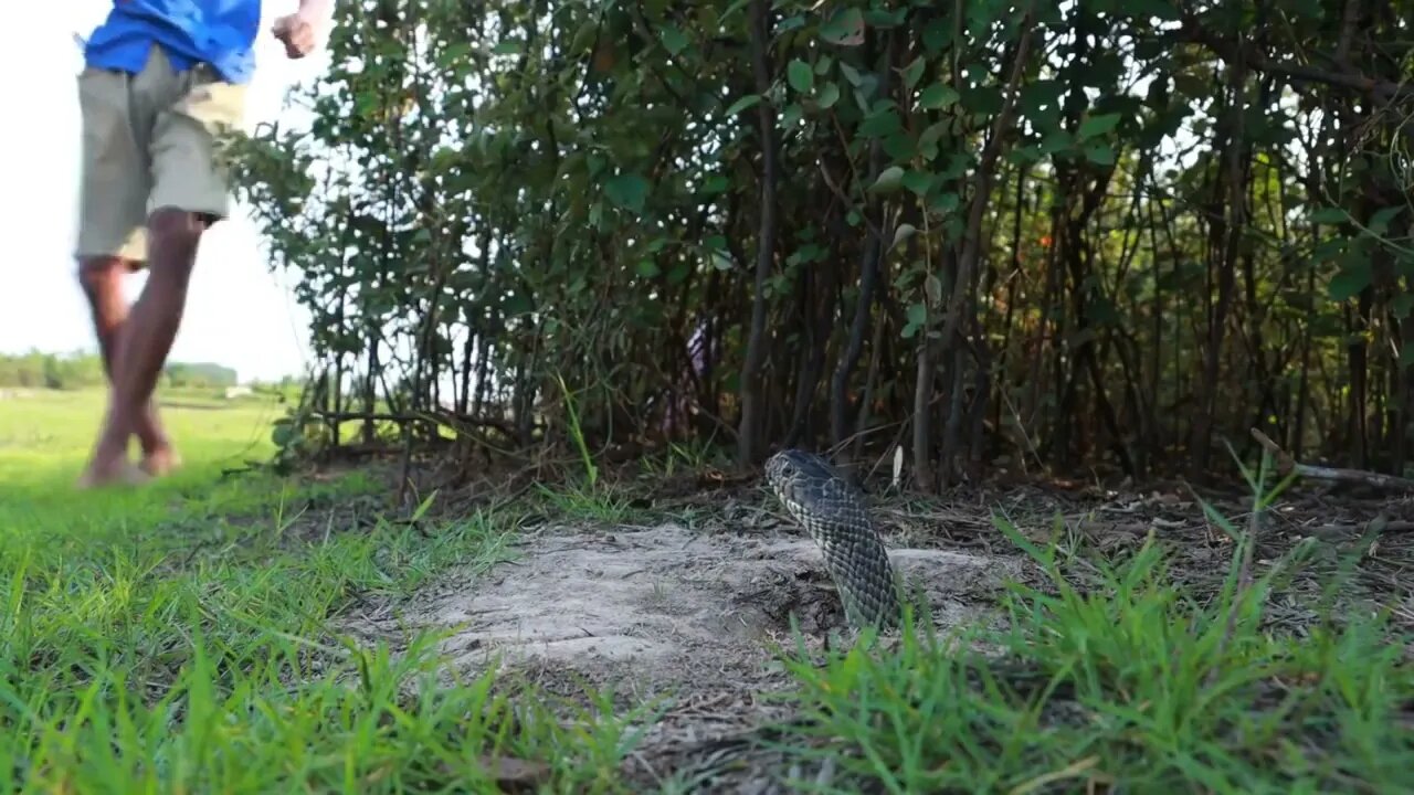 Easy Snake Trap Creative Method DIY Snake Trap Using Cutter That Work 100 3