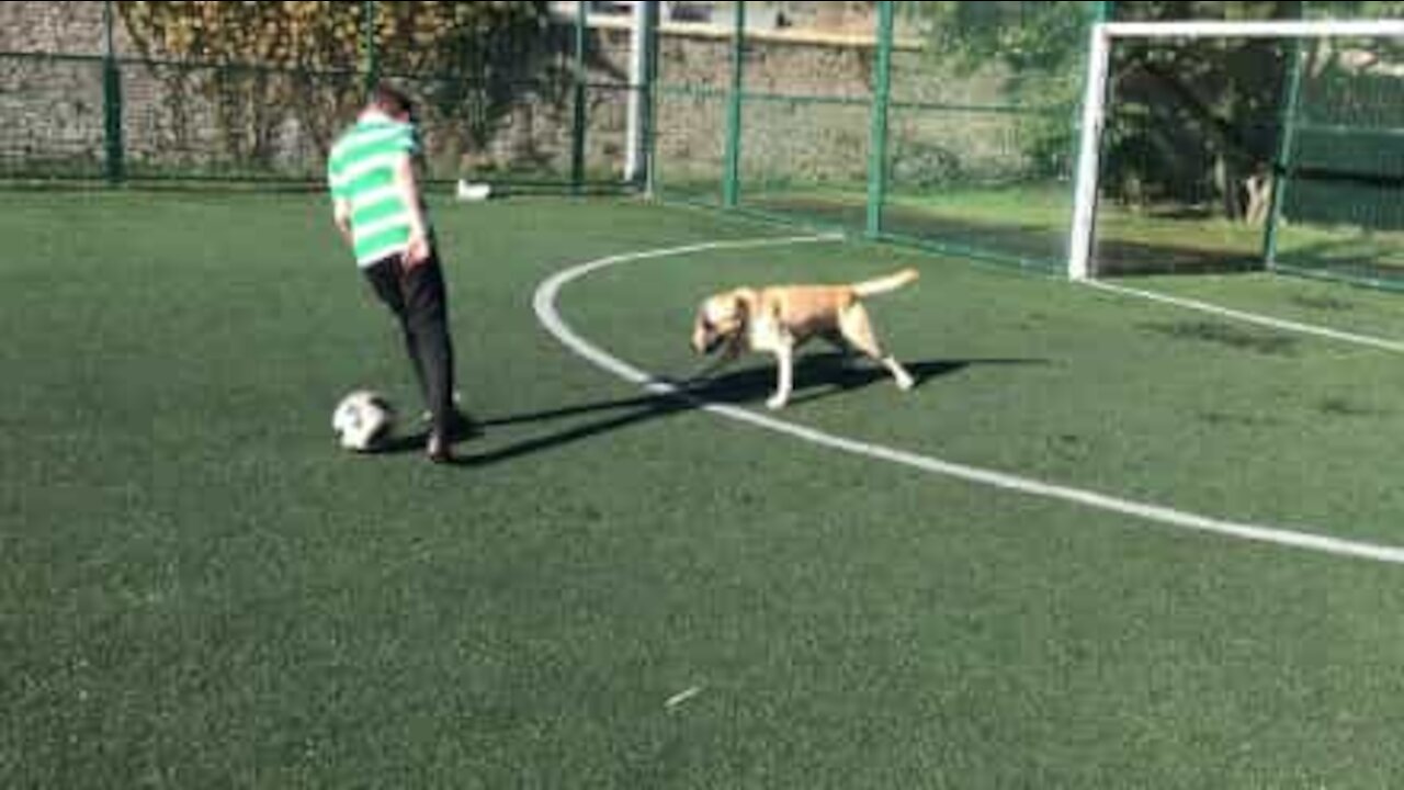 Meet Glen, the Cristiano Ronaldo of dogs