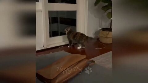 Funny # animal # videos # # Funny # cats # # dogs # Funny animals 247