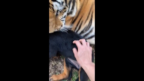 Kenzo the Tiger playing with a puppy