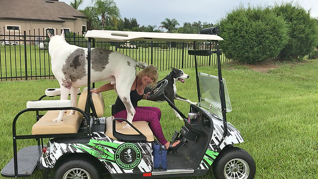 Playful Great Danes Love Going For a Golf Cart Ride