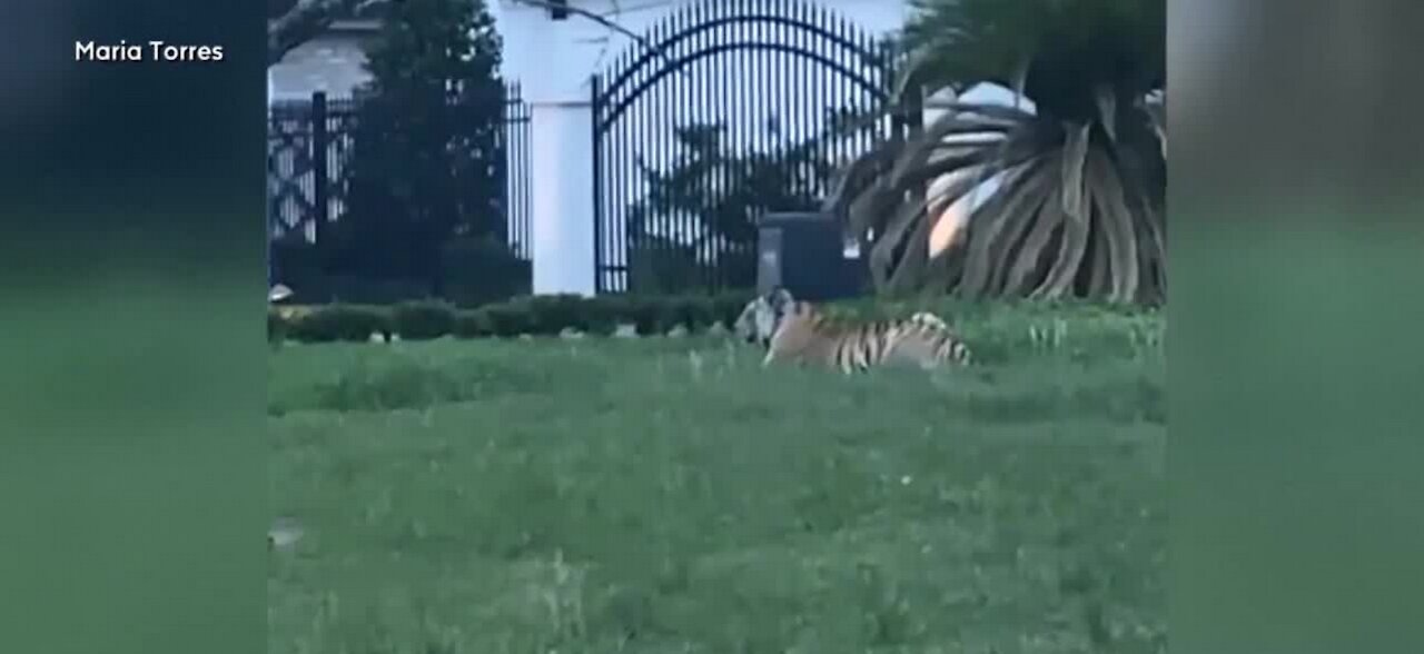 Carole Baskin offering reward for finding missing tiger