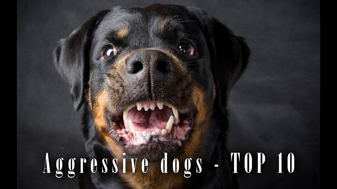 "TOP 10 MOST DANGEROUS DOGS IN THE WORLD"