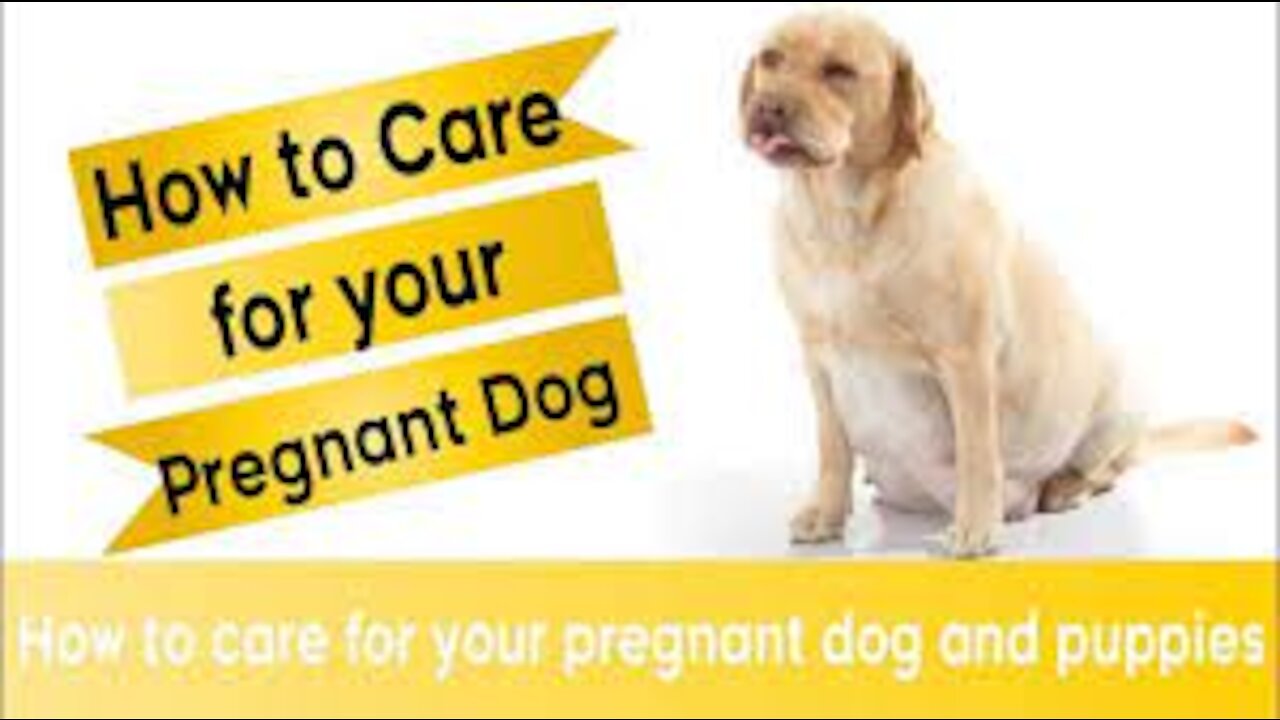 Vet advice for Dog Pregnancy