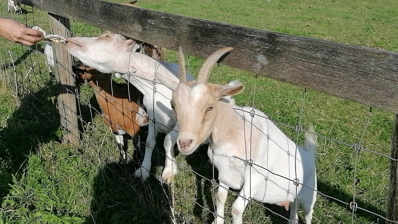 Goats fighting over food