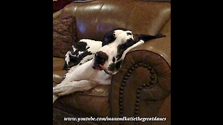 Sleepy Great Dane Slides Down The Sofa