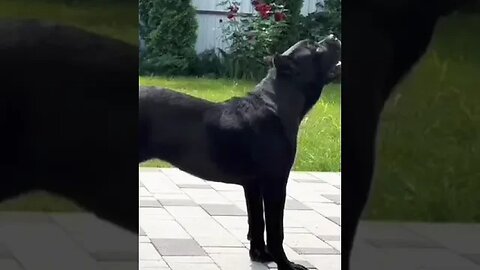 Cane Corso Dog barking||dog sound #canecorso #dog #trendiing #viral #youtubeshorts #shorts