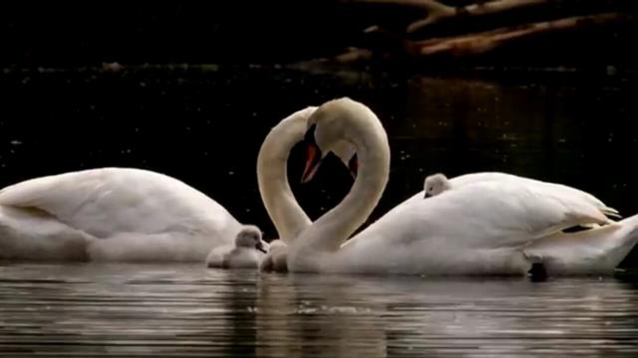 Mute Swans swimming and eating