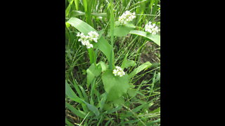 An Ancient Grain Buckwheat September 2021