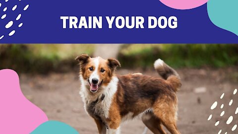 Teach Your Dog to Walk Nice on The Leash | Get Results in 5 Minutes