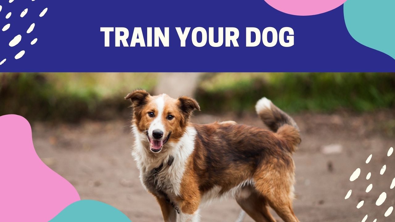 Teach Your Dog to Walk Nice on The Leash | Get Results in 5 Minutes