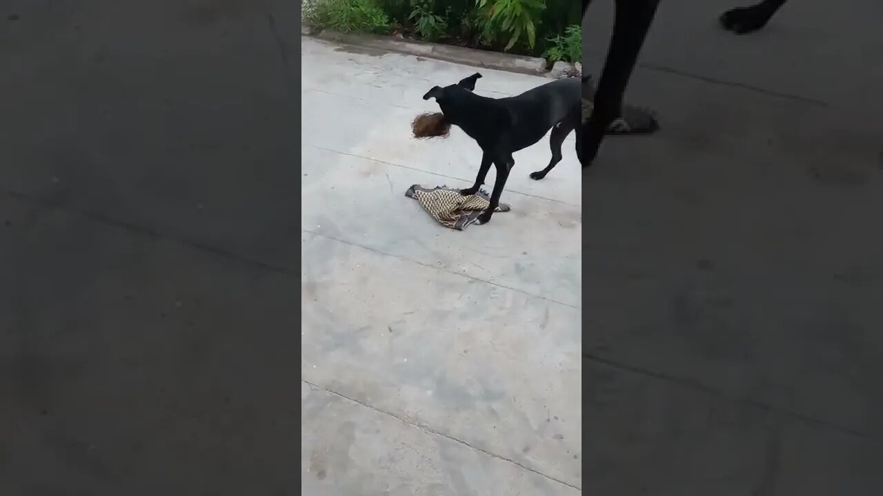 Robert's play time πΆπ - 4