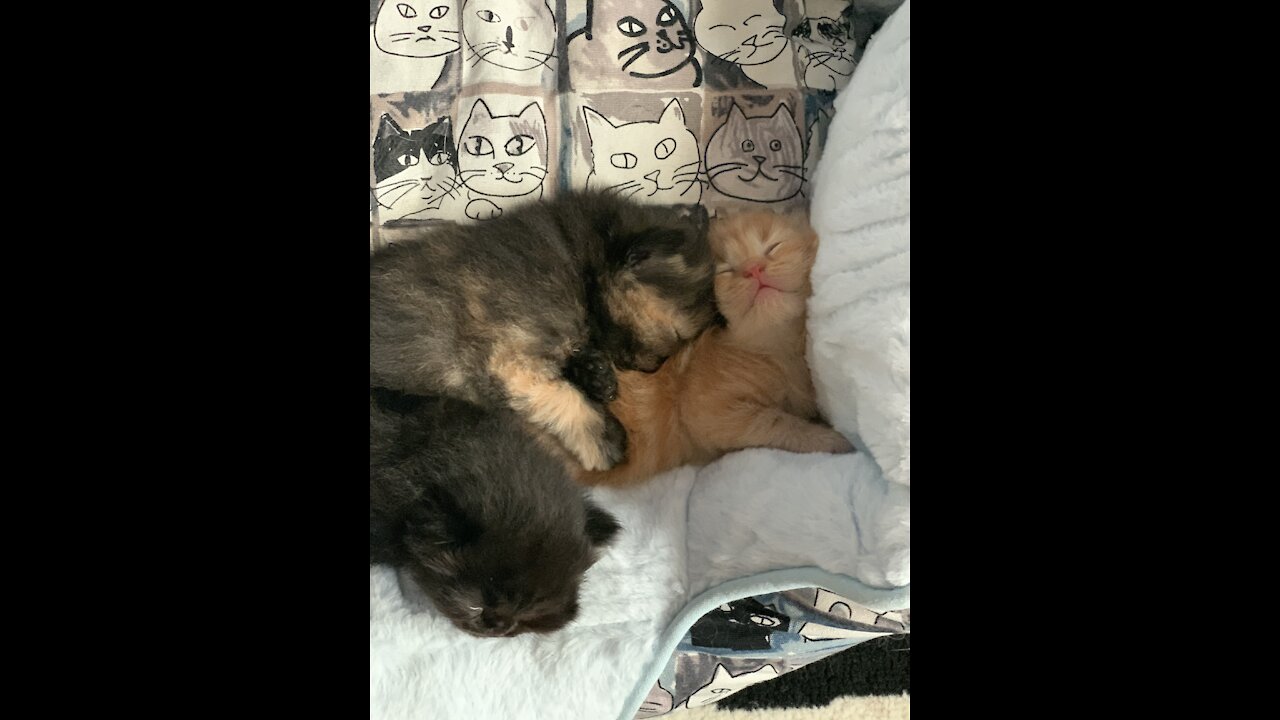 Cutie Kittens