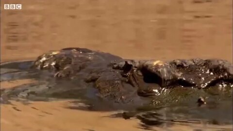 12 = BBC Earth 50 Top Natural History Moments 50 41