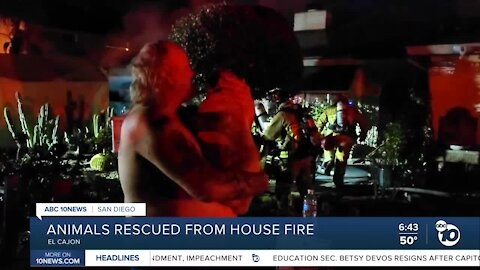 Numerous animals rescued from El Cajon house fire