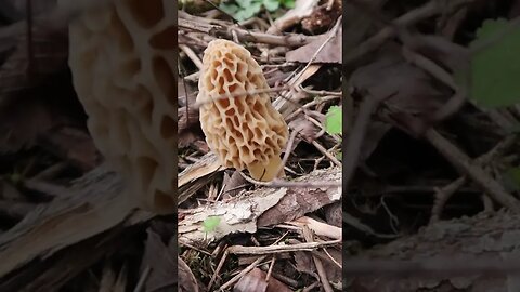 Now That Looks Tasty! Ohio Morels!