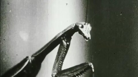 Oddities Of Nature (Silent Film)