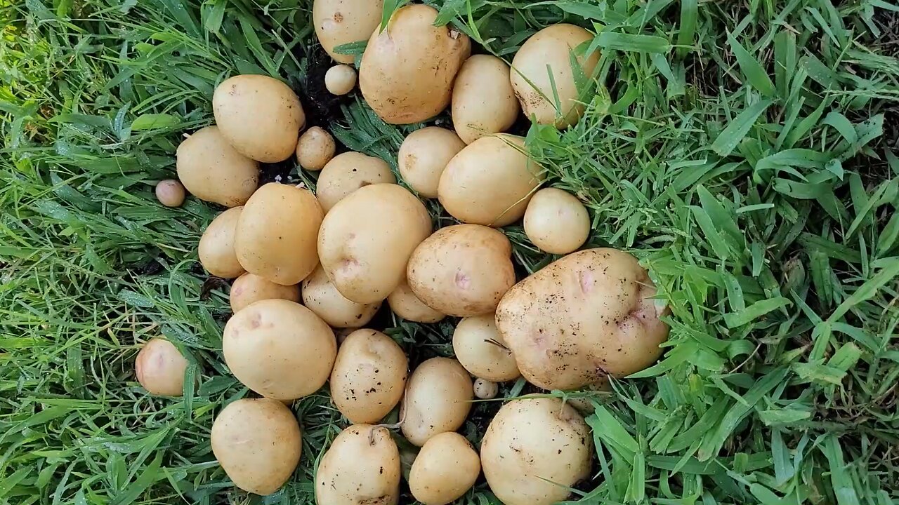 Harvesting Some Yukon Gold Potatoes Grown In 10 Gallon Grow Bags