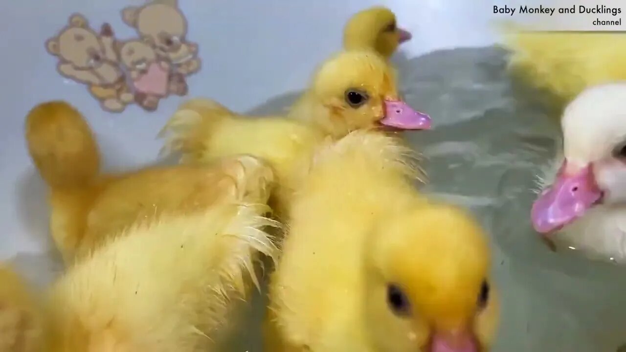 Funny Ducklings jump and swim in the mini bath for baby