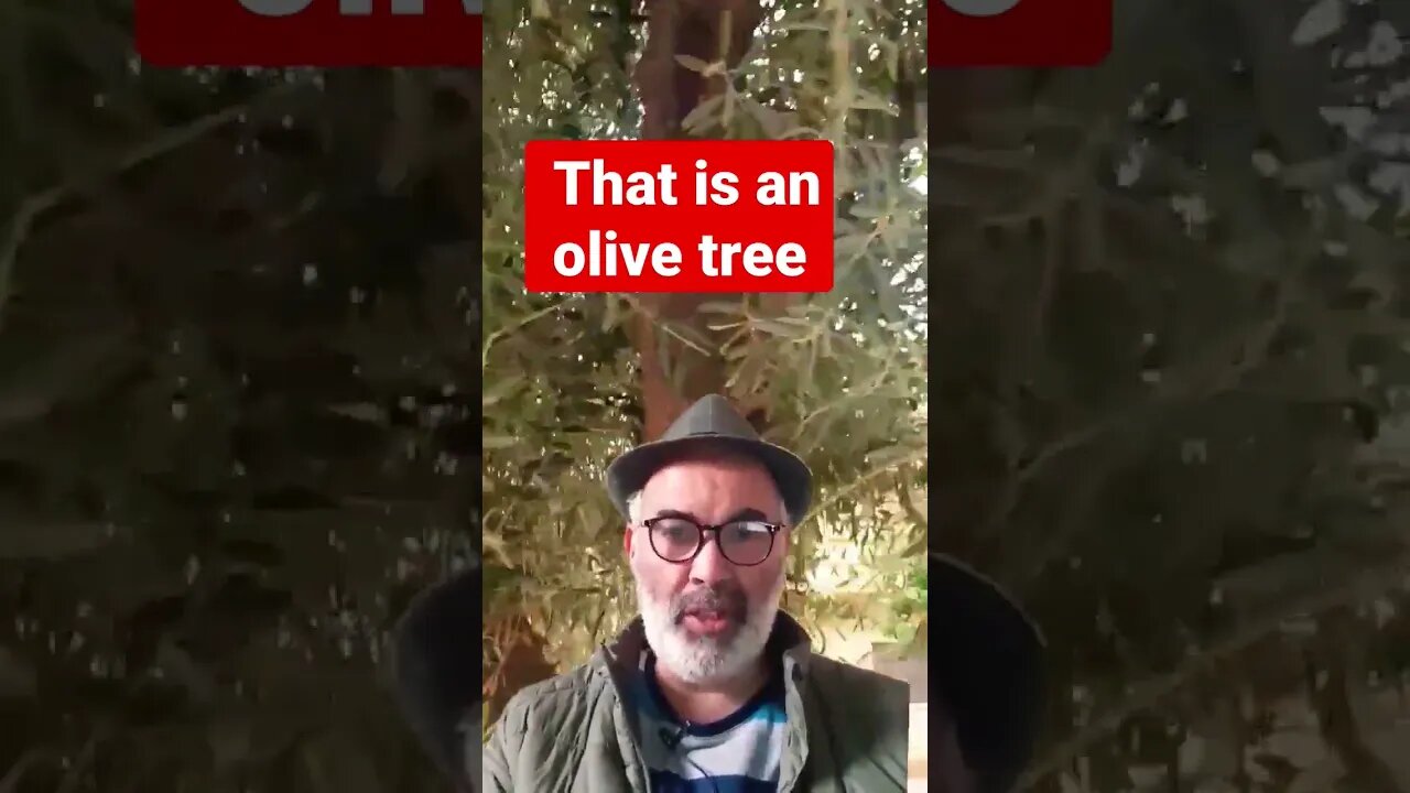 Olive tree