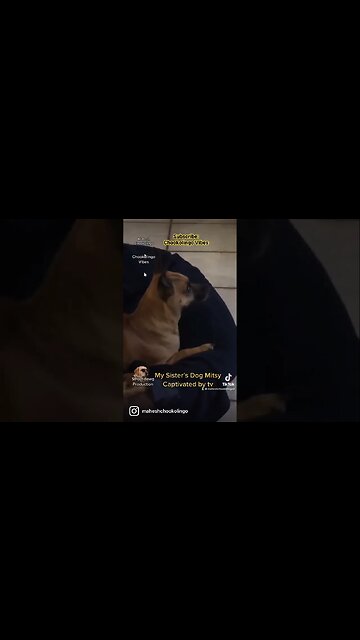 My Sister’s Dog Mitsy #pets #dogs #animals #netflix