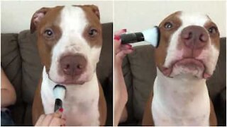 Pitbull si trasforma in una diva con un po' di trucco