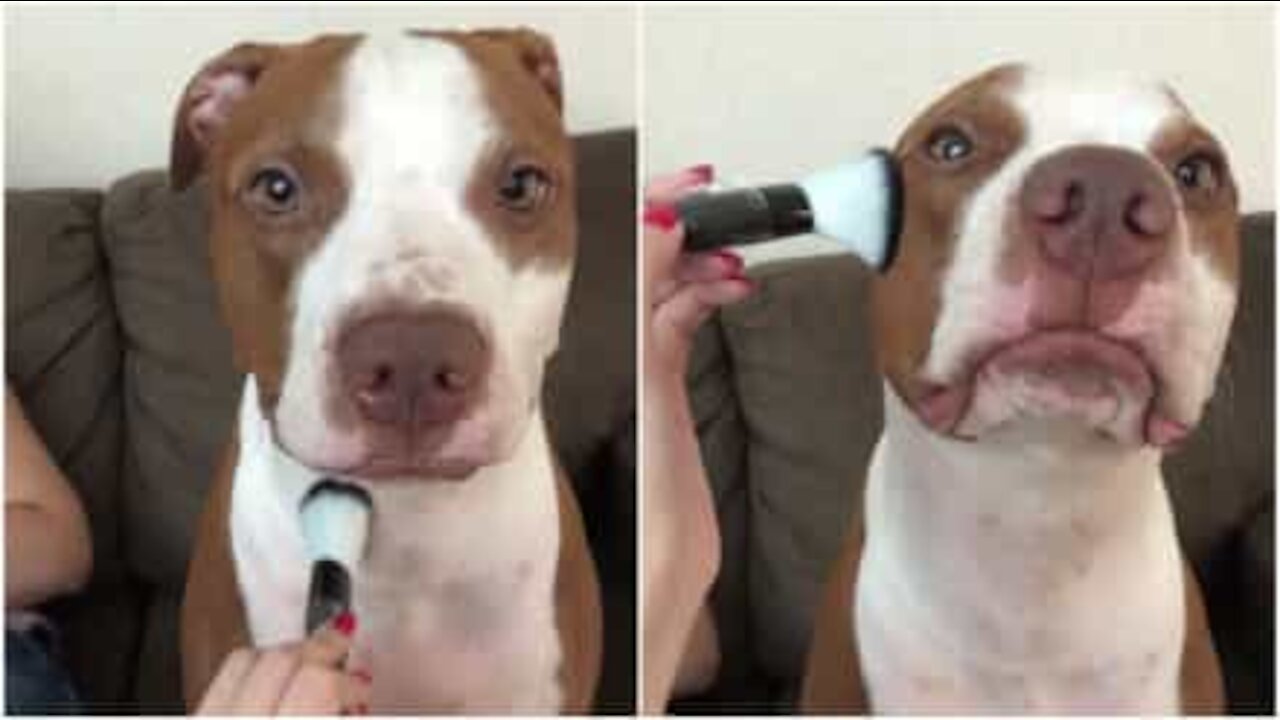 Pitbull si trasforma in una diva con un po' di trucco