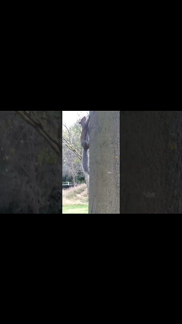 Cute squirell gets caught in camera- beautiful video #squirrel #nature