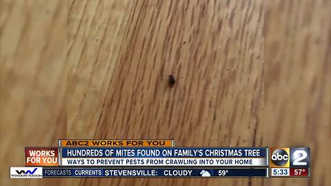 Hundreds of mites crawl off Christmas tree and into family's home