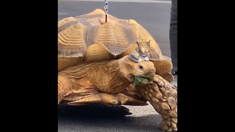 Japanese Pet Tortoise